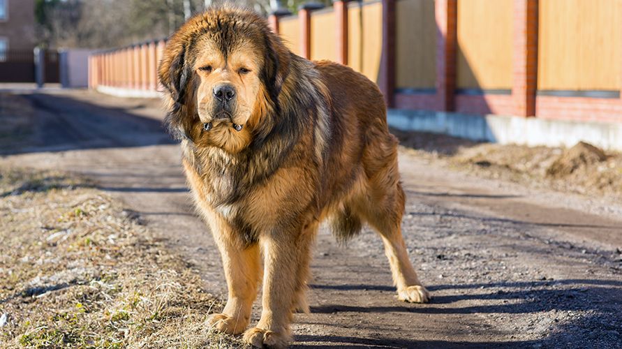 Самые крупные породы собак