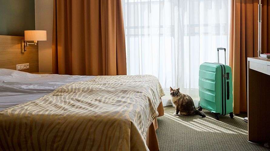 Подборка пяти pet-friendly отелей для командировок
