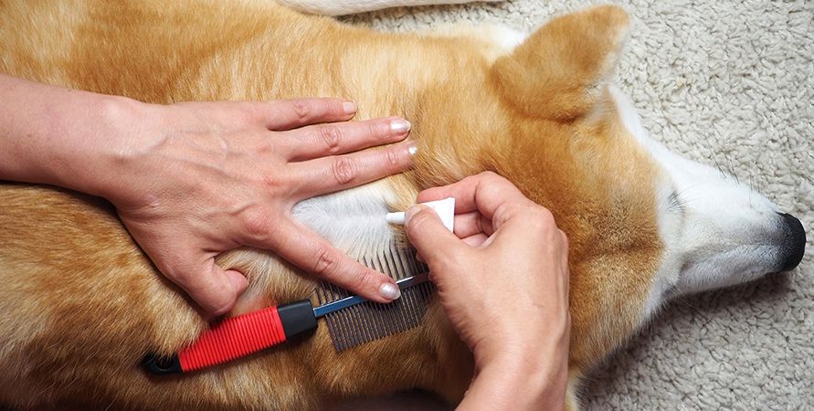 Как избавиться от блох у собаки