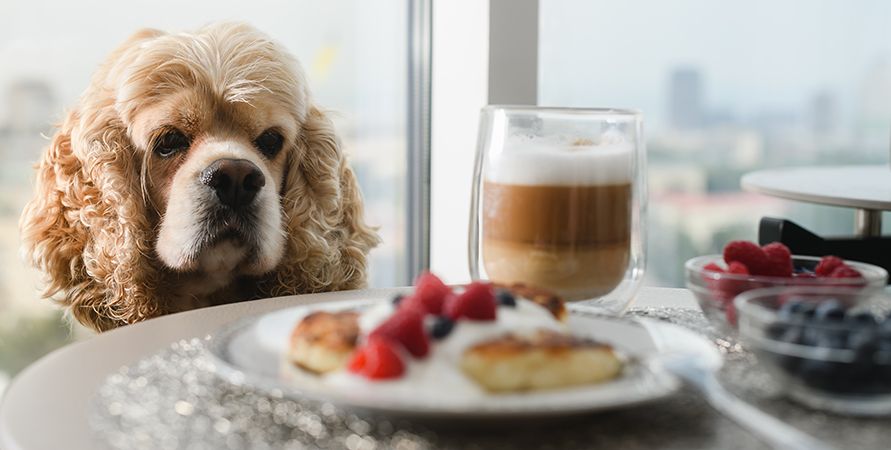 Чем кормить кокер-спаниеля
