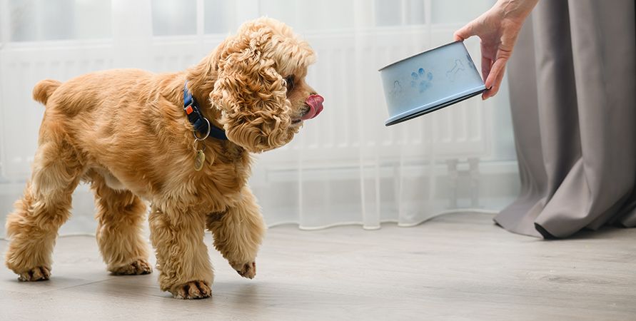 Чем кормить кокер-спаниеля