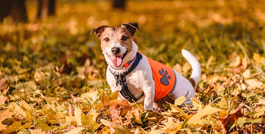 Светящиеся и светоотражающие аксессуары для питомцев