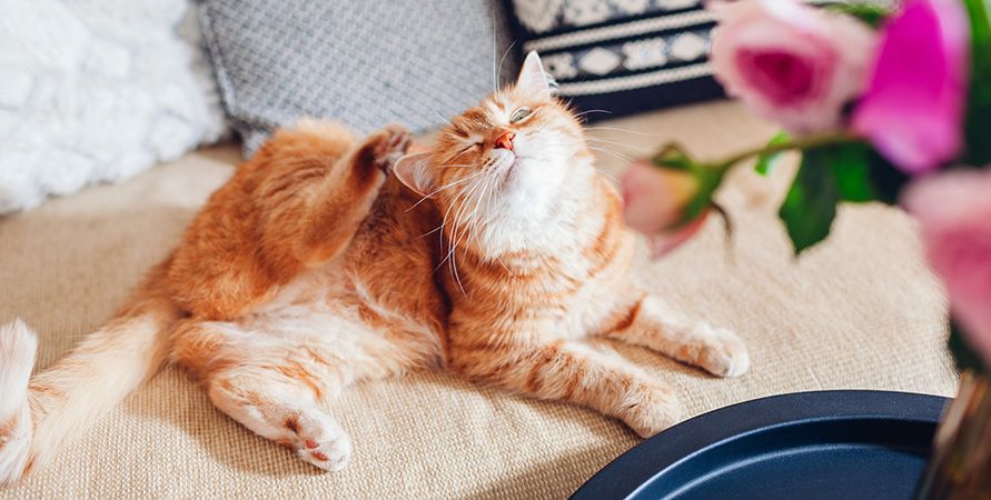 Здоровая шерсть у кошки