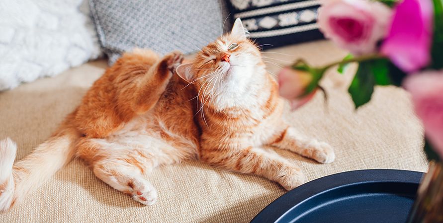 Почему кошка чешется?