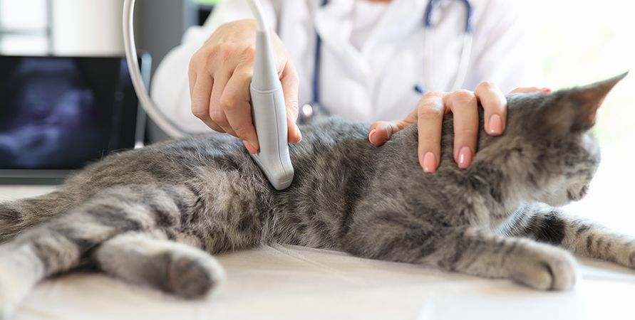 Корм для стерилизованных кошек с чувствительным пищеварением