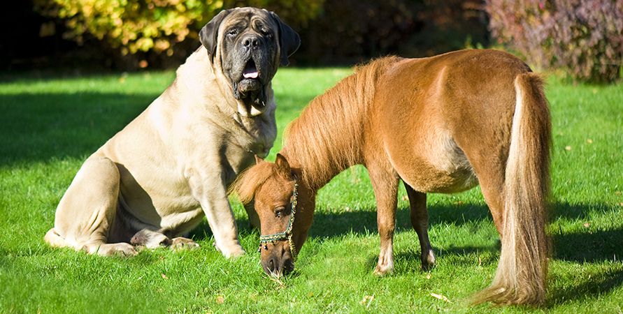 Самые крупные породы собак