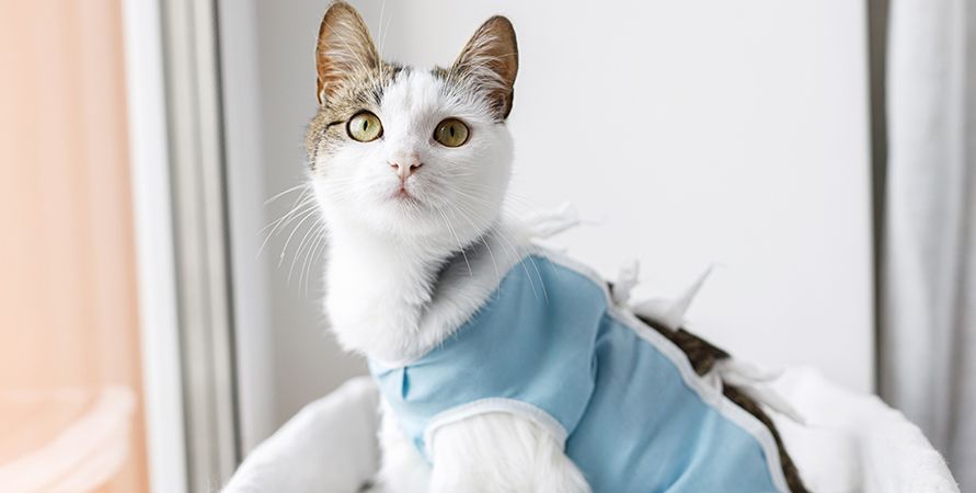 Корм для стерилизованных кошек с чувствительным пищеварением