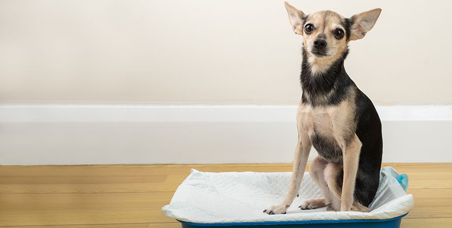 Как приучить собаку к туалету