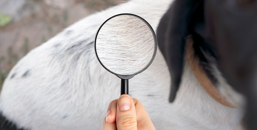Как избавиться от блох у собаки
