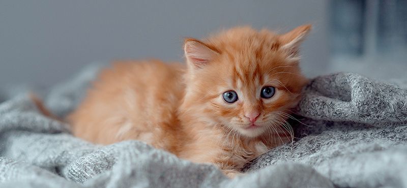 Завели питомца? Подборка необходимых товаров для нового члена семьи