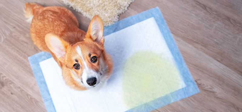 Как приучить собаку к туалету