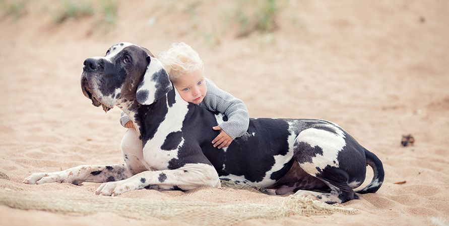 Самые крупные породы собак