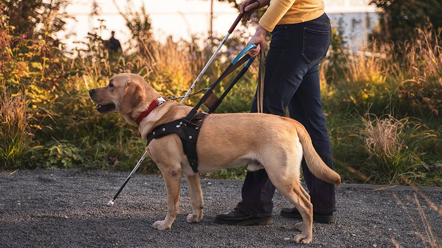 Животные-помощники человека: от древности до наших дней