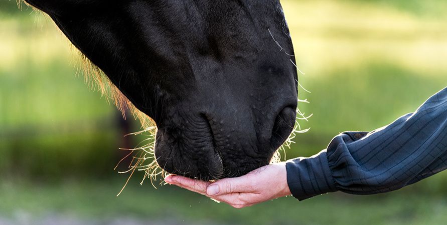 Лакомства для укрепления довери