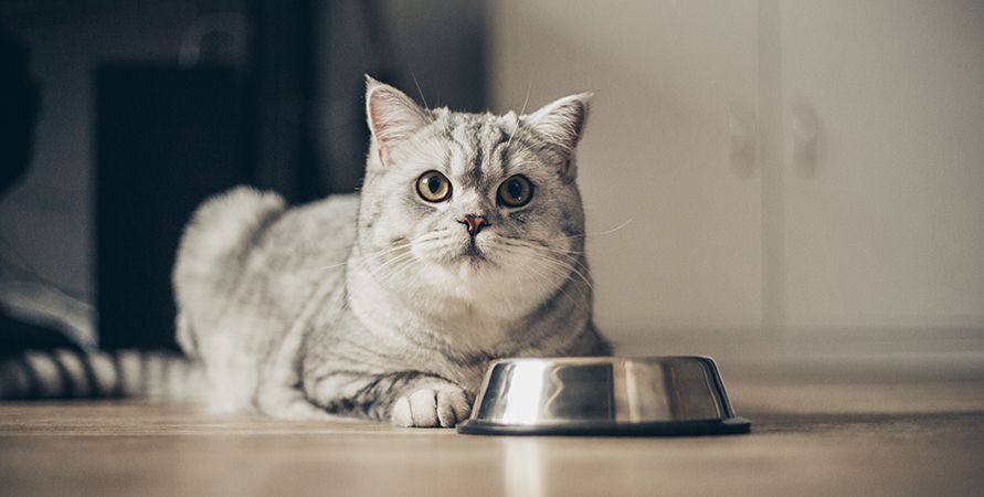 Корм для стерилизованных кошек с чувствительным пищеварением