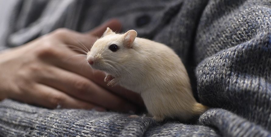 Содержание песчанок в домашних условиях