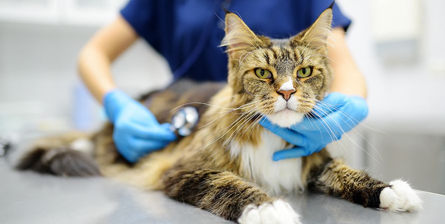 Пробиотики для кошек