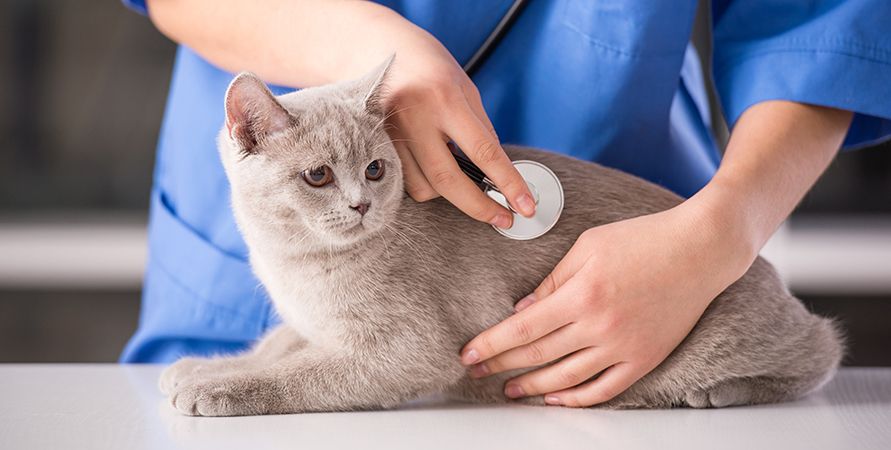 Что делать, если кошка сильно линяет