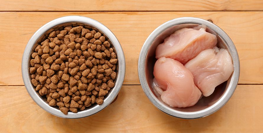 Корм с курицей: польза или риск