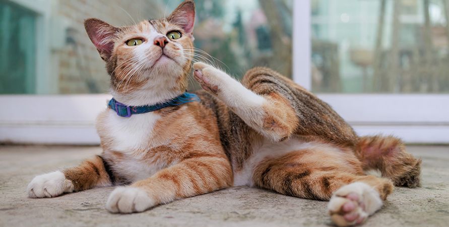 Почему кошка чешется?