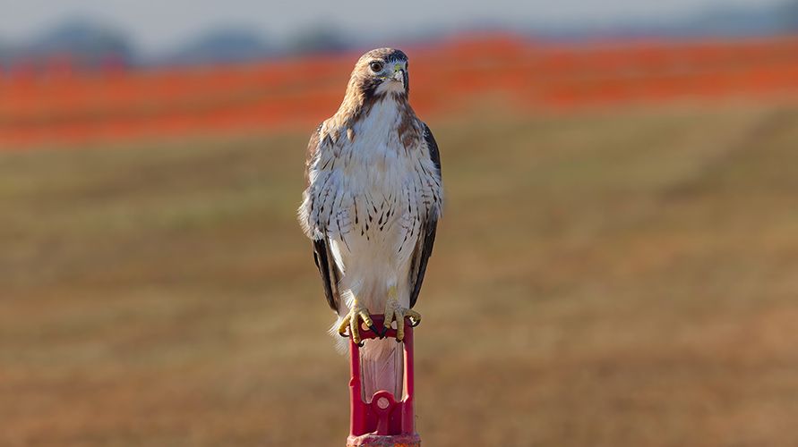 Животные-помощники человека: от древности до наших дней