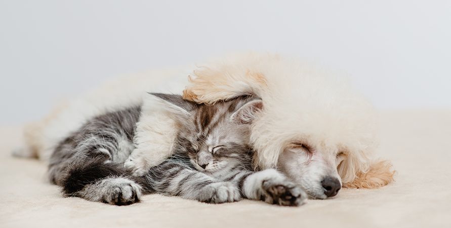 shutterstock_2569539647_891х450.jpg