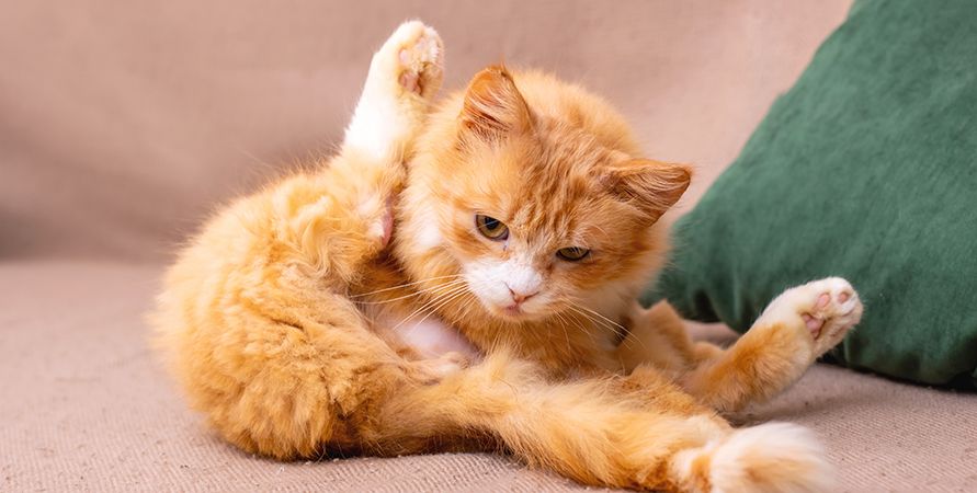 
Почему кошка чешется?