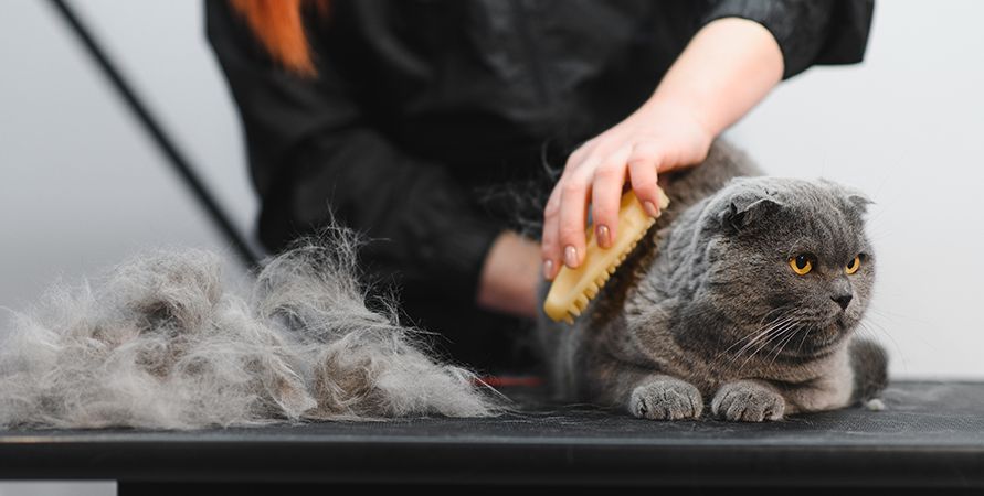Почему кошка чешется?