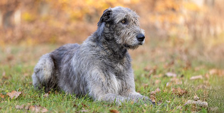 Самые крупные породы собак