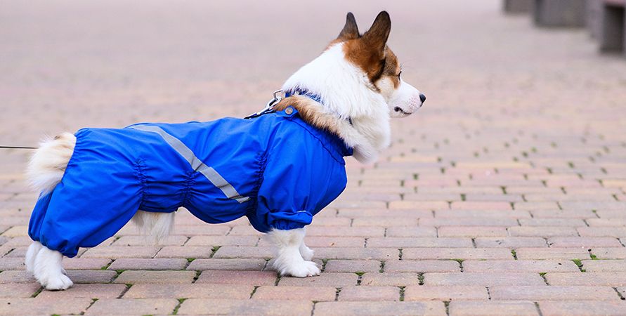 Светящиеся и светоотражающие аксессуары для питомцев