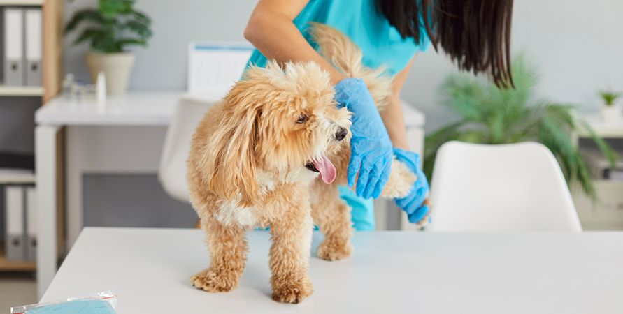 Корм с курицей: польза или риск