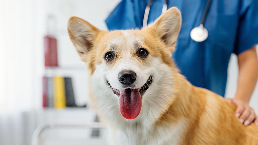 Вельш-корги: что это за порода?