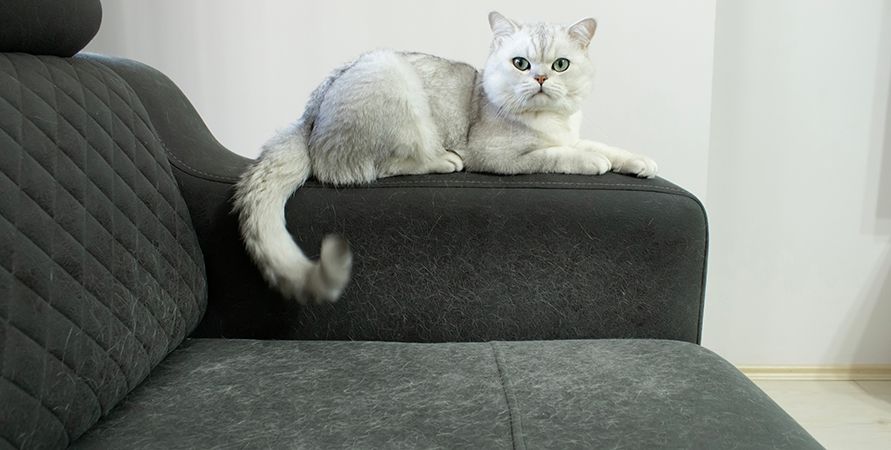 Нужна ли экспресс-линька короткошерстным питомцам