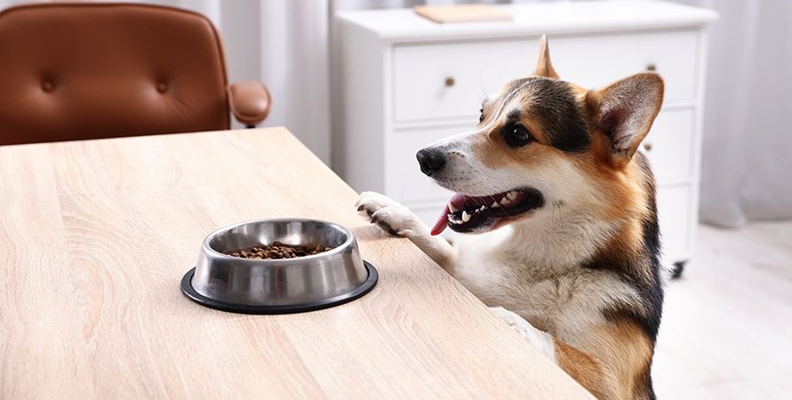 Вельш-корги: что это за порода?