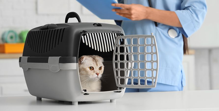 Сахарный диабет у кошек: питание и уход