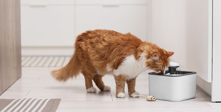 Корм для стерилизованных кошек с чувствительным пищеварением