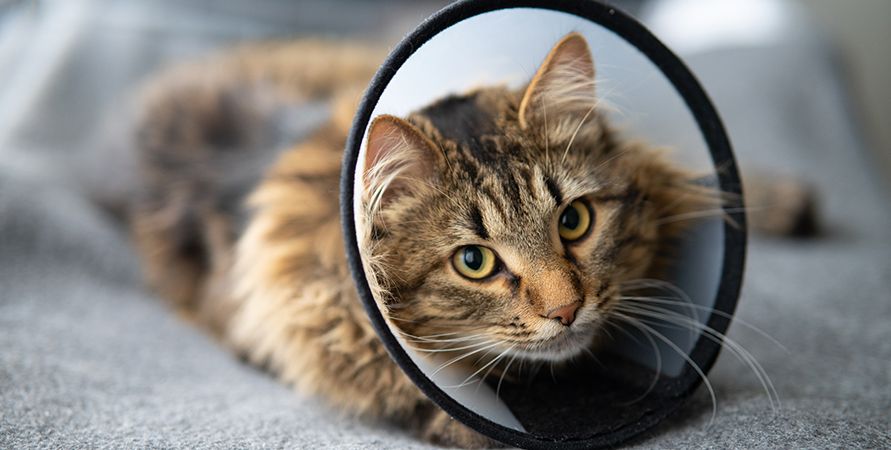 Корм для стерилизованных кошек с чувствительным пищеварением