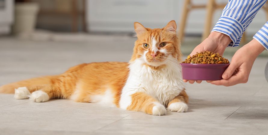 Корм для стерилизованных кошек с чувствительным пищеварением