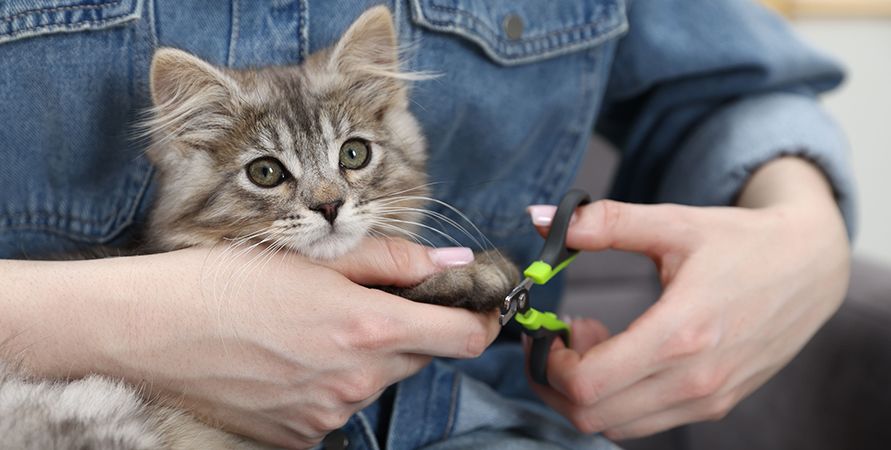 Стрижка когтей: руководство для заботливых владельцев