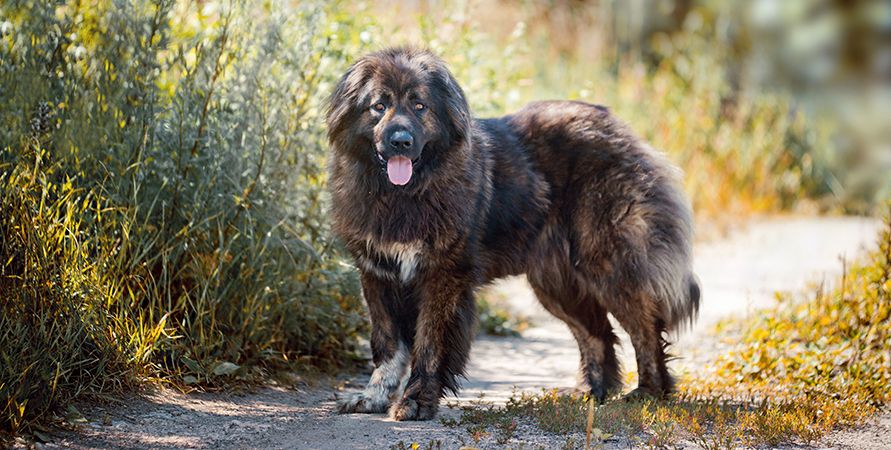 Самые крупные породы собак