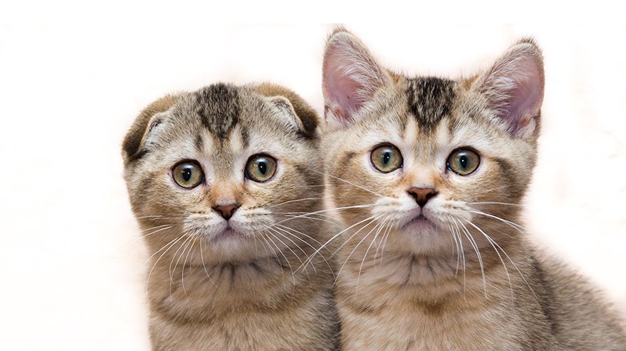 Шотландская порода кошки