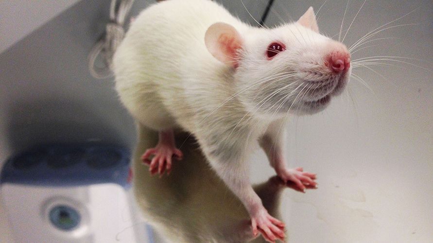 Животные-помощники человека: от древности до наших дней