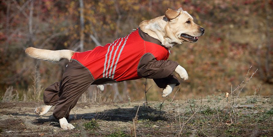 Уход за лабрадором