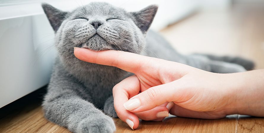 Кошка кусается – причины и что с этим делать