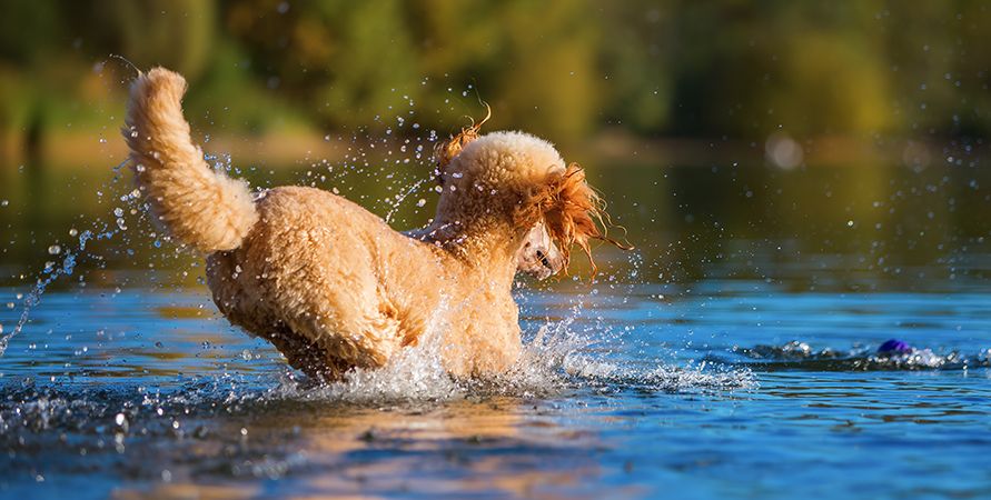 shutterstock_510995686_891х450.jpg