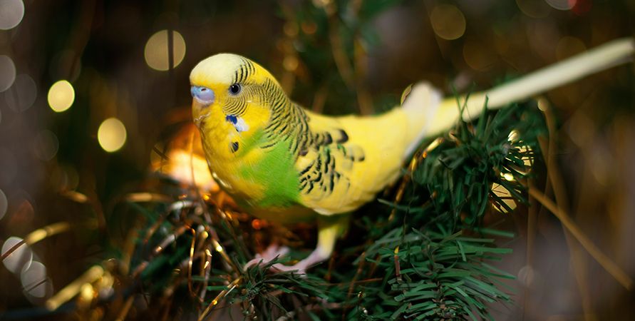 Что подарить питомцу на Новый год