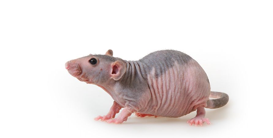 Содержание домашних крыс