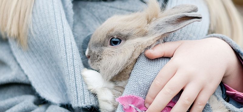 Завели питомца? Подборка необходимых товаров для нового члена семьи