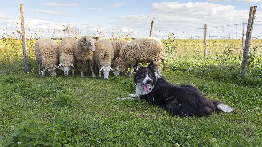 Животные-помощники человека: от древности до наших дней