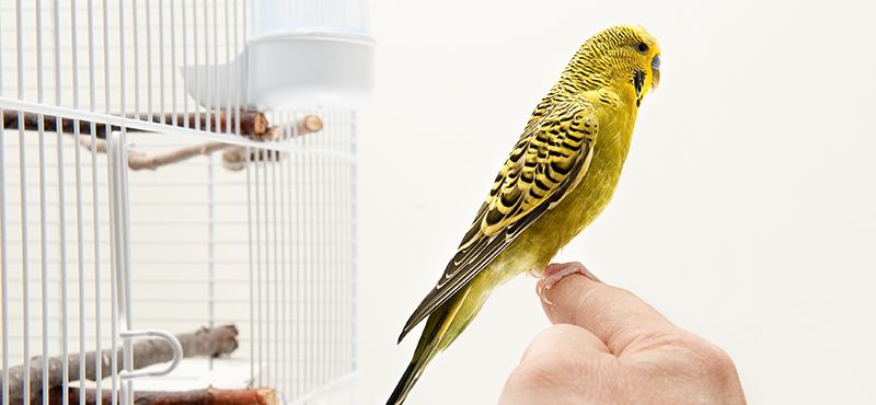 Завели питомца? Подборка необходимых товаров для нового члена семьи